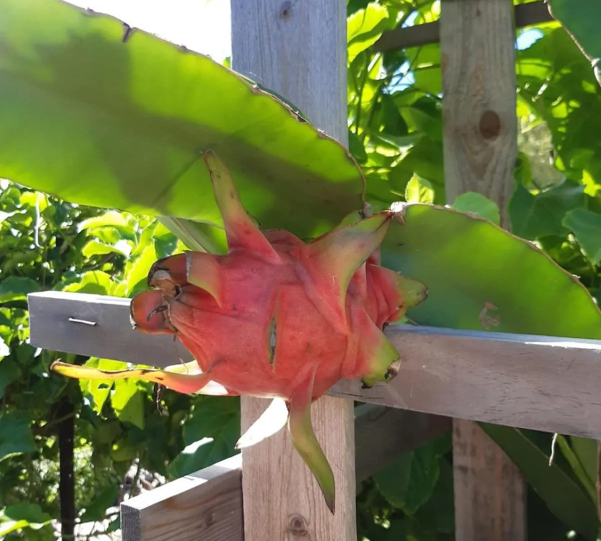 Kapok Flower Entire Studio Horseshoe Bay Holiday home